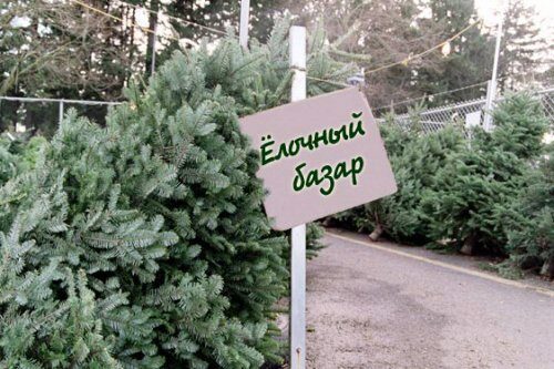 В Приморье елки для праздника рубили на кладбище