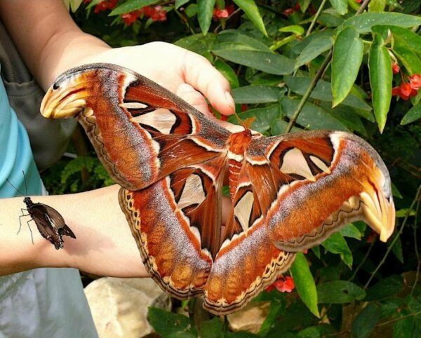 В Ростове вылупилась одна из крупнейших в мире бабочка Атлас