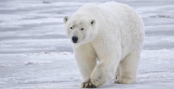 В Сети возмущены видео с умирающим белым медведем из Канады