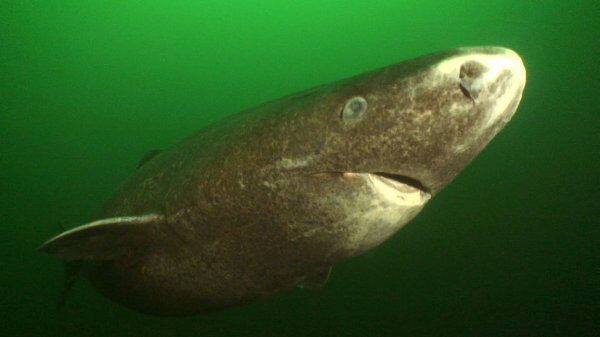 В Северной Атлантике ученые нашли живую 512-летнюю акулу
