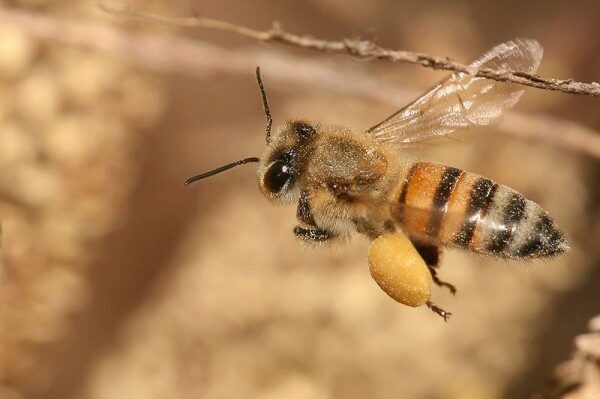 В США вандалы разрушили 50 ульев и обрекли на смерть 500 тысяч пчёл