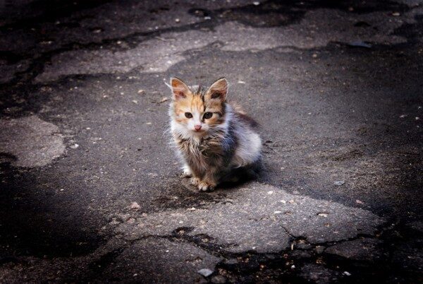 В Турции бездомные коты переедут в собственную деревню