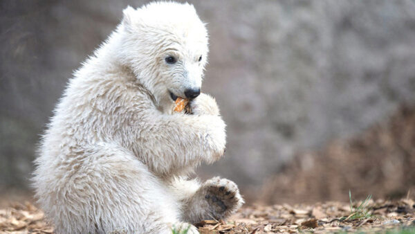 В Удмуртии в зоопарке родился полярный медвежонок