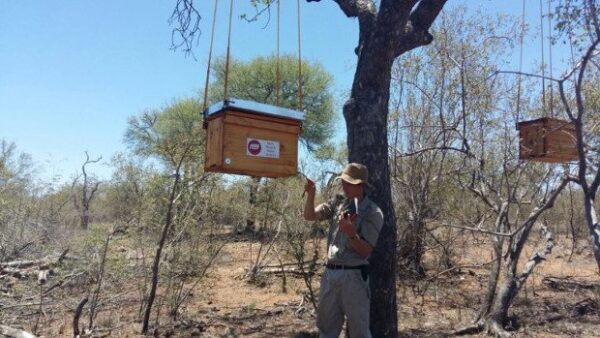 В ЮАР пчёлами отгоняют слонов от деревьев