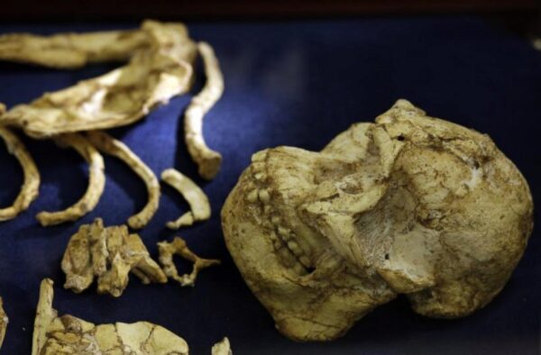 В ЮАР ученые собрали скелет древнего австралопитека, который старше знаменитой Люси на 400 тысяч лет