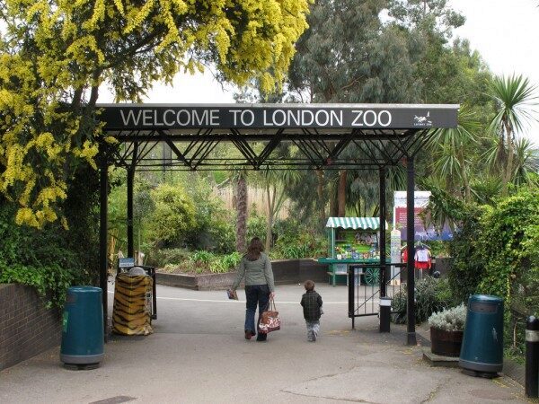 В зоопарке Лондона произошёл сильный пожар