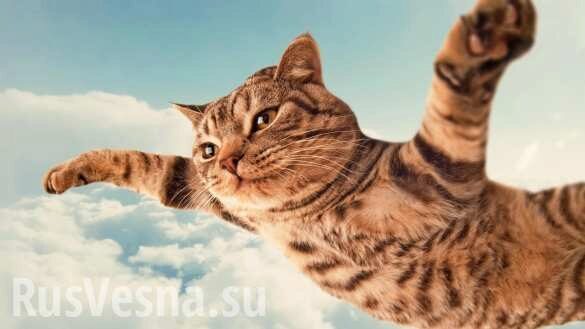 В Киеве самолет два часа не мог вылететь из-за кота