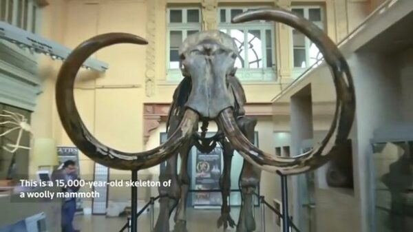 Во Франции за полмиллиона евро продали скелет мамонта из Сибири