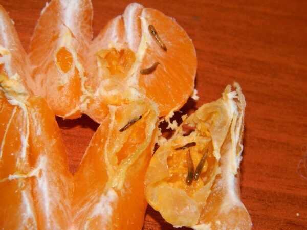 Жительница Смоленска обнаружила «живой» сюрприз в мандаринах
