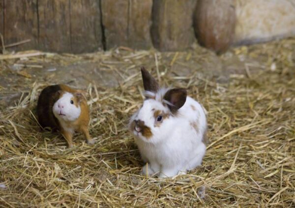 Зоопарки Дании попросили граждан сдавать домашних животных на корм хищникам