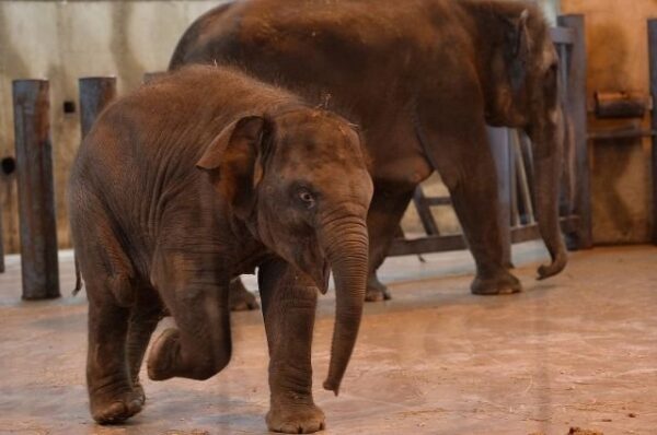1-ый день рождения слоненка Эколь отметит зоопарк Ростова