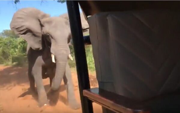 Агрессивный слон атаковал автомобиль, перепугав находившихся в нем туристов,