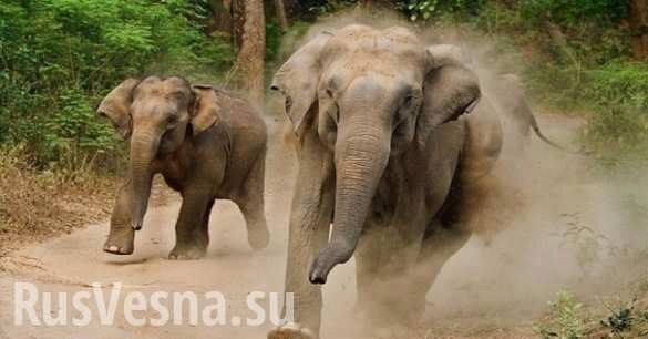 Атака разъяренного слона на автомобиль с туристами попала в Сеть (ВИДЕО)