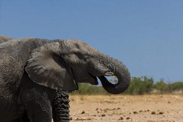 Дима Билан подружился со слоном на отдыхе