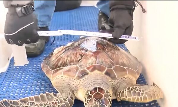 Экологи спасли более ста черепах от аномальных морозов во Флориде