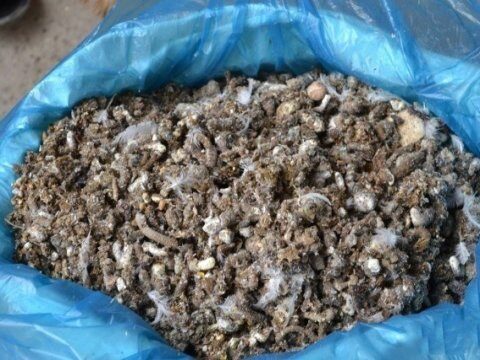 Эксперты: Из-за помета с птицефабрики татищевские поля загрязнены азотом