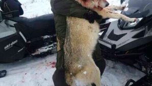 Гигантского волка, пожирающего собак?, убили в Астраханской области