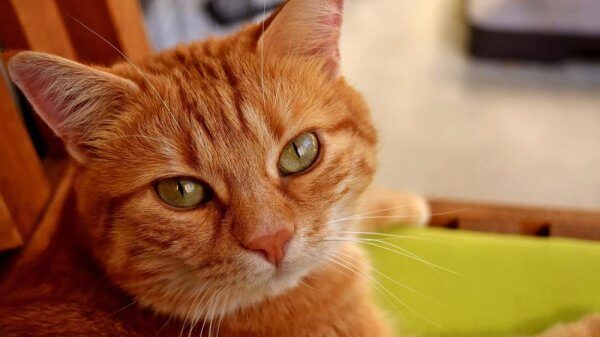 Итальянски кот Джерри унаследовал от хозяйки 30 тыс евро