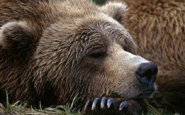Из-за аномально теплой зимы в зоопарке Минска вышел из спячки медведь