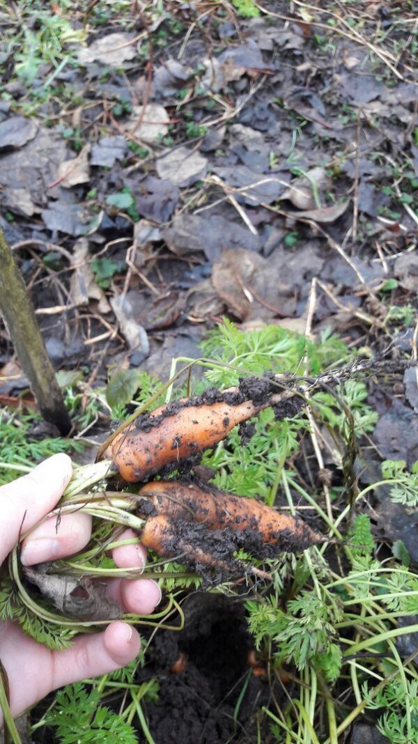 На Рождество дачники из Минвод собрали урожай моркови