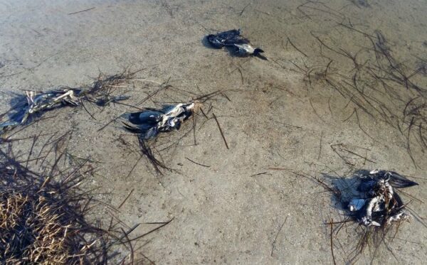На границе с Крымом начали массово гибнуть дикие птицы