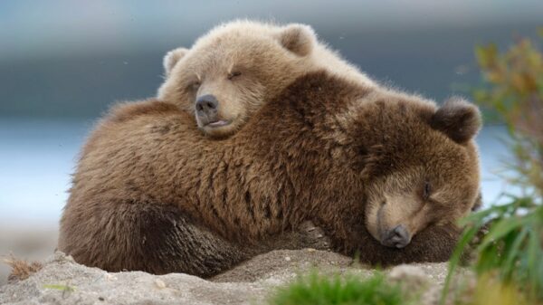 Найденных в Зеленограде в 2016 году медведей Мишу и Машу определят в Липецкий зоопарк