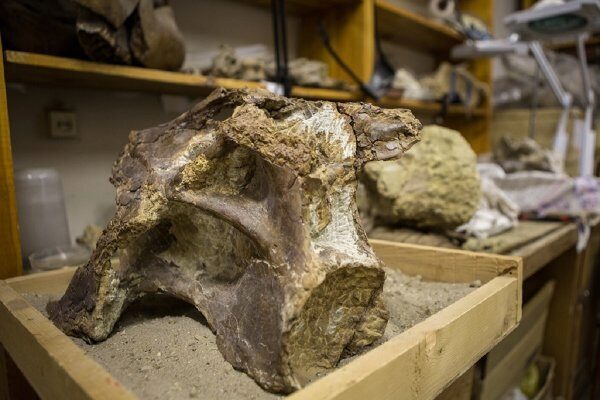 Найденный в Кемеровской области вид динозавров назвали сибиротитаном