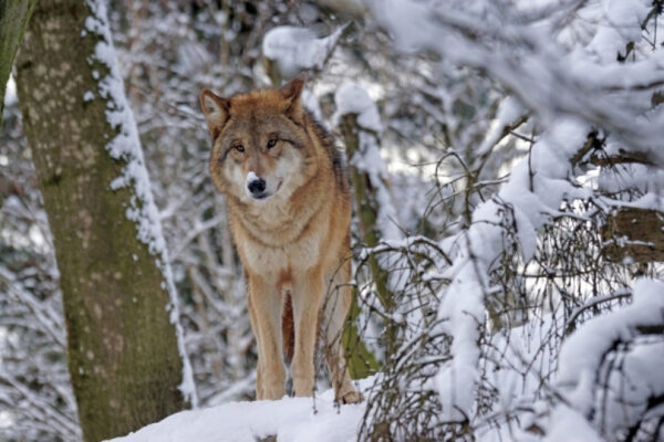 Опасный и голодный волк замечен на Софийской улице в Петербурге