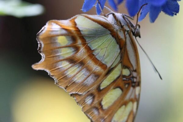Первые бабочки на Земле появились раньше, чем цветы