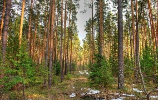 Под Кушвой нашли живыми пропавших без вести 11-летних мальчиков