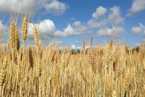 Ростовчане продали 3 тыс. тонн зерна в Турцию за биткоины