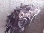 Сеть покорило видео крысы, которая мылась, как человек
