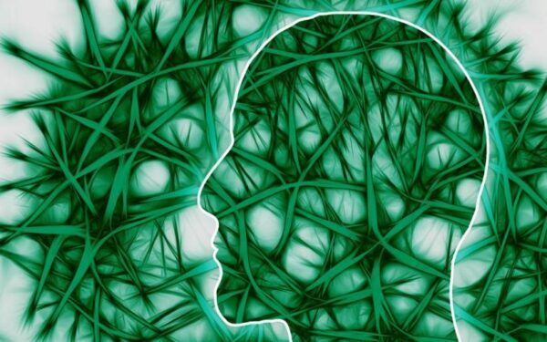 Ученые: Главную роль в формировании мыслей играет переднея кора головного мозга