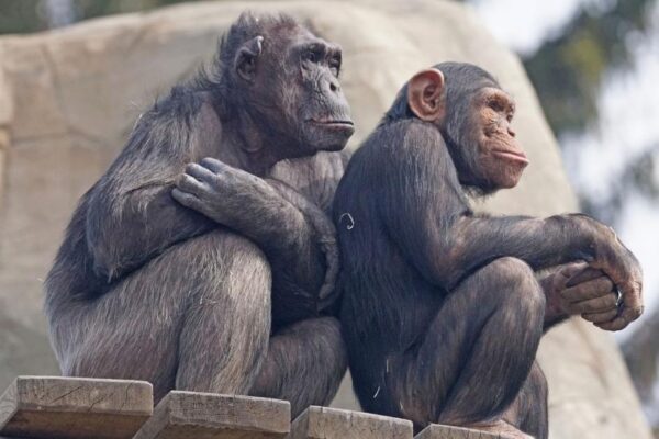 Ученые: За появление моногамии у древних приматов отвечает нейрохимия