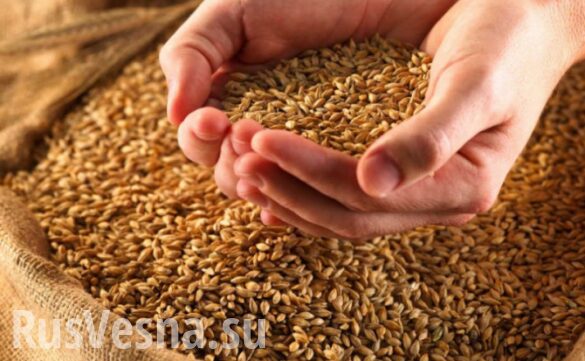 Украина уже исчерпала годовые квоты на поставки пшеницы в ЕС