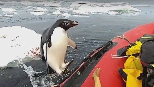 В Антарктике ученые сняли на видео визит пингвина