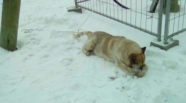 В Екатеринбурге начали проверять гибель собаки от петард