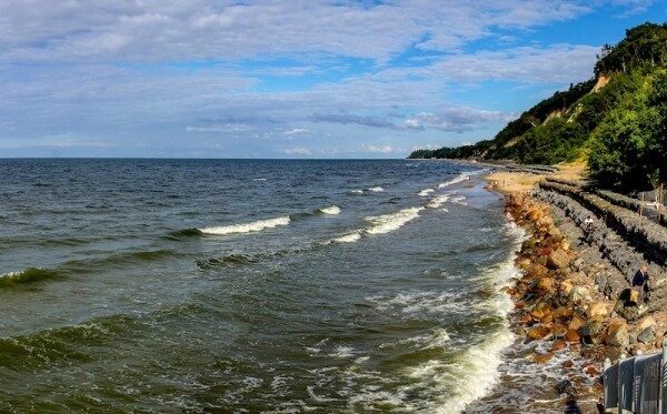 В Калининградской области на побережье обнаружили обглоданного тюленя