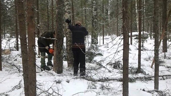 В Камешковском районе мужчина насмерть убило деревом