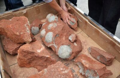 В Китае строители нашли кладку яиц динозавров