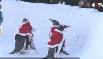 В китайском зоопарке пингвинов нарядили Санта-Клаусами