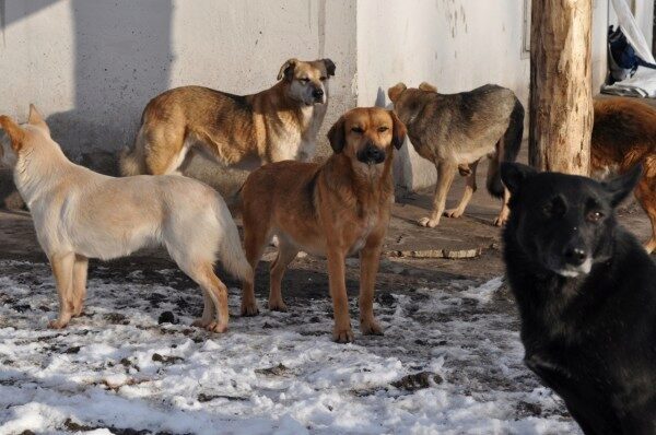 В Колпашево две крупных бродячих собаки на глазах у людей растерзали таксу