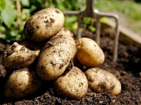 В Ленобласти увеличат урожай картофеля под присмотром ООН
