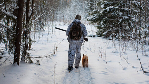 В Нижегородской области охота на зайца, лисицу и волка разрешена до весны