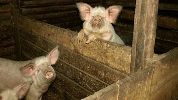 В Нижегородской области поголовье свиней за 2017 год снизилось на 9,5%