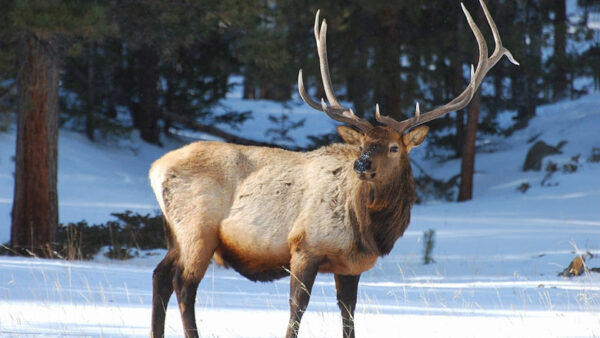 В Нижегородской области завершился сезон охоты на лосей и косуль