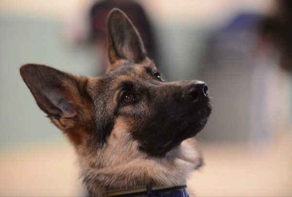 В Орске полицейская собака спасла жильцов общежития