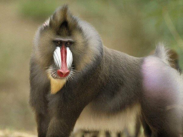 В Париже посетителей зоопарка эвакуировали из-за побега 50 бабуинов