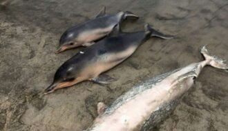 В Рио-де-Жанейро экологи в бухте обнаружили тела 88 мертвых дельфинов
