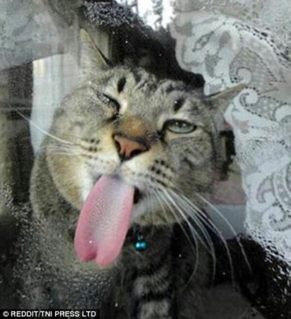 В сети появились фото нефотогеничных котов